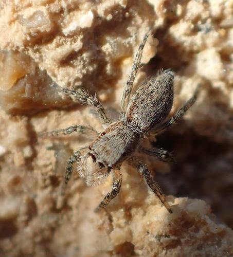 Réf. 267 754 : Menemerus taeniatus